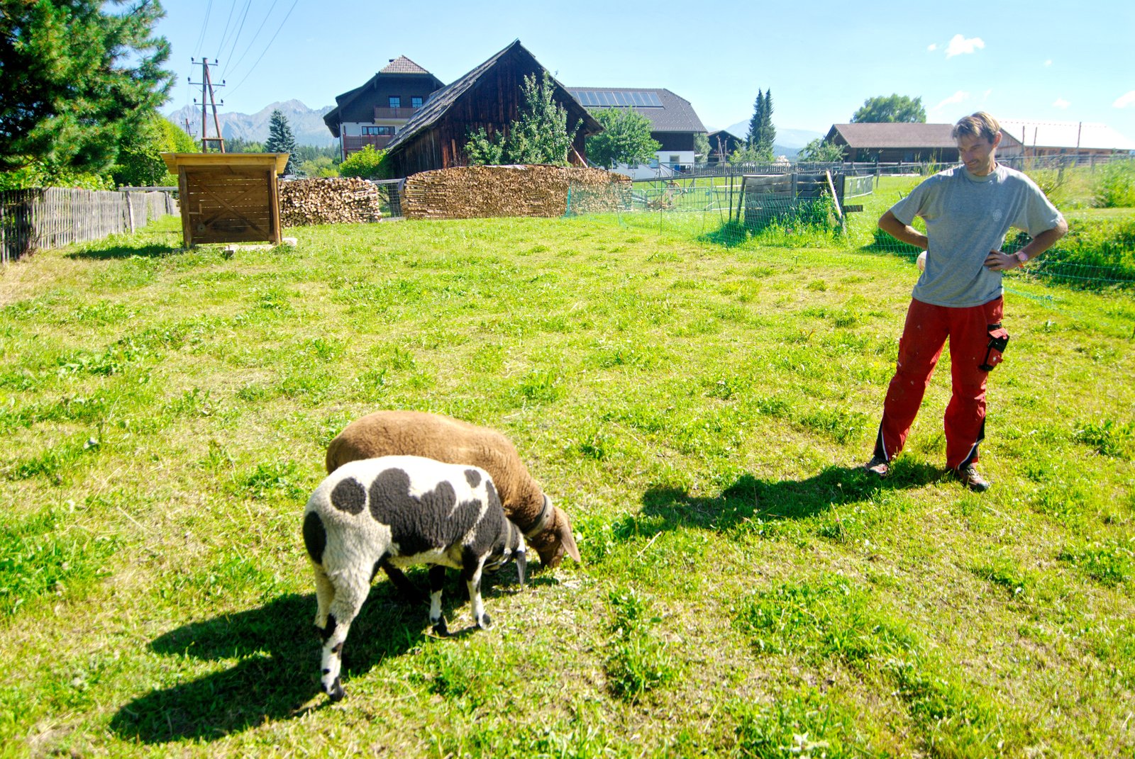 Streichelzoo Tiere