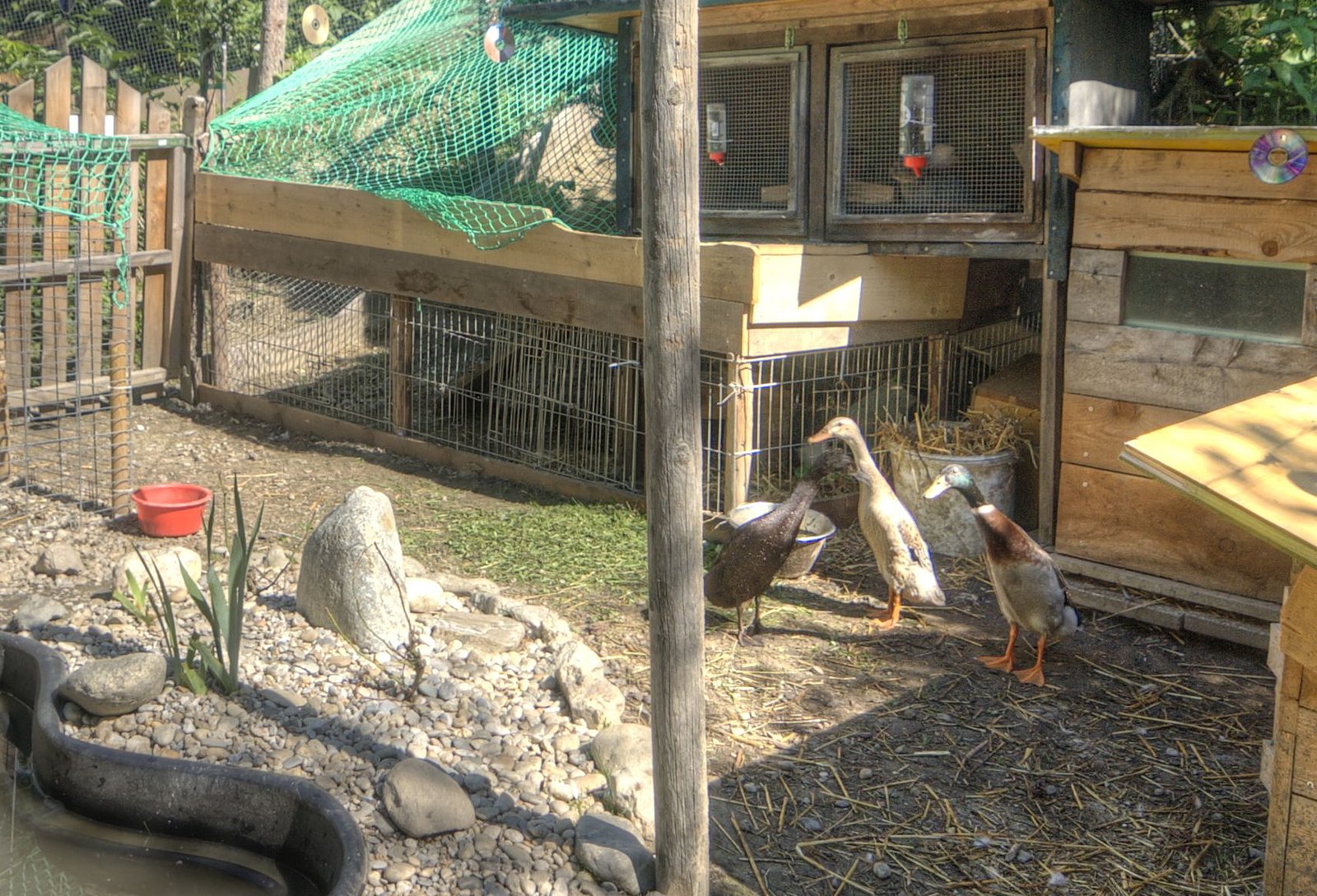 Enten